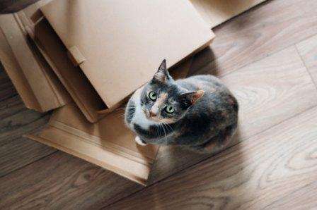Cat with boxes for Packages On Time and POTVANcom